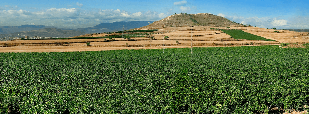 I.G.P. Tierra de Castilla